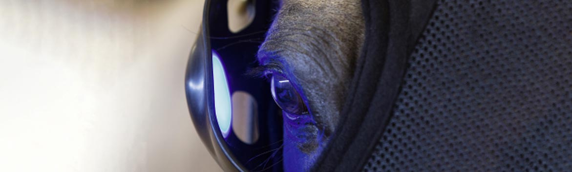 Innovation : Un masque de luminothérapie rechargeable pour votre cheval ! Innovation : Un masque de luminothérapie rechargeable pour votre cheval !