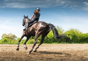 Anatomie chevaux