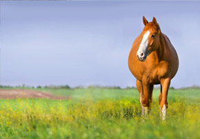 Après fourbure chevaux