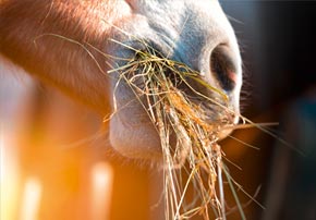 Freiner les chevaux gloutons