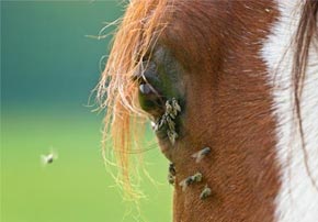 Conjonctivite chez les chevaux Conjonctivite chez les chevaux
