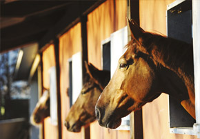 Convalescence aliments chevaux