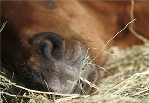Dentition des chevaux pour la digestion des fibres