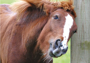 La dermatite estivale chez les chevaux La dermatite estivale chez les chevaux