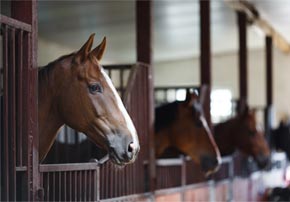 Aliments pour le cheval emphysémateux