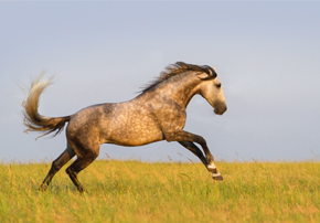 Votre cheval margrit
