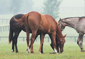 Pourquoi l’apport de fibres peut-il réduire le risque de coliques et de diarrhées chez le cheval ?