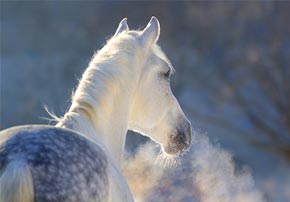 Le froid chez le cheval