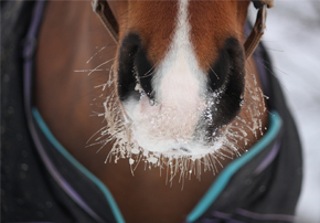 Solution anti gel pour chevaux