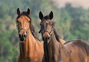 Intérêt des pierres de sel pour les chevaux
