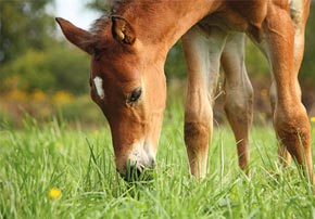 Les maladies chez les poulains Les maladies chez les poulains