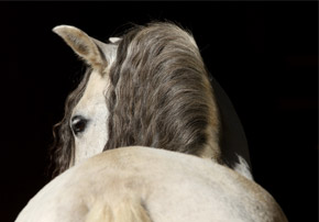 Le logement a-t-il une incidence sur le comportement de nos chevaux ?