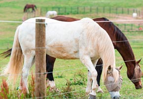 Comment reconnaître la maladie du Cushing chez le cheval Comment reconnaître la maladie du Cushing chez le cheval