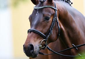 Le froid chez le cheval