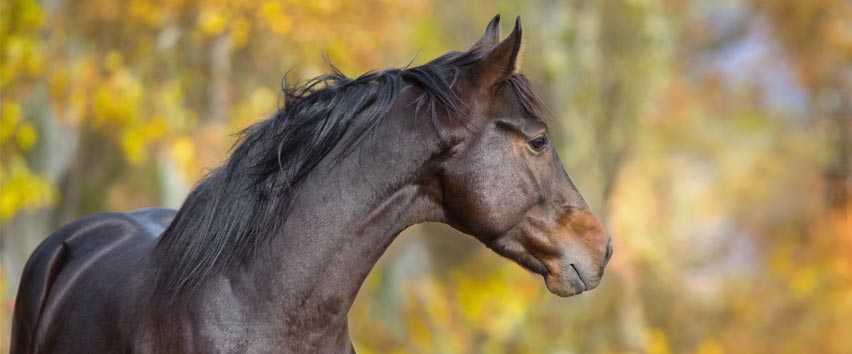 Parasites chez le cheval : Comment mener une « guerre » efficace contre les vers ? Parasites chez le cheval : Comment mener une « guerre » efficace contre les vers ?