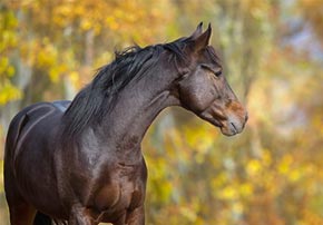 Parasites chez le cheval : Comment mener une « guerre » efficace contre les vers ?