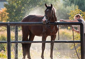 Bien préparer son cheval avant l'été Bien préparer son cheval pour l'été