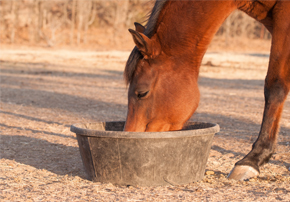 Calcul de la ration de cheval en litre ou en kilo