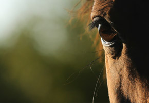 La retraite du cheval