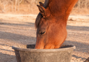 Maladies peaux chevaux