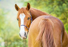 Ulcères gastriques : Est-ce le syndrome des chevaux stressés ?