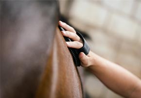 Différents type d'ulcère gastrique chez les chevaux