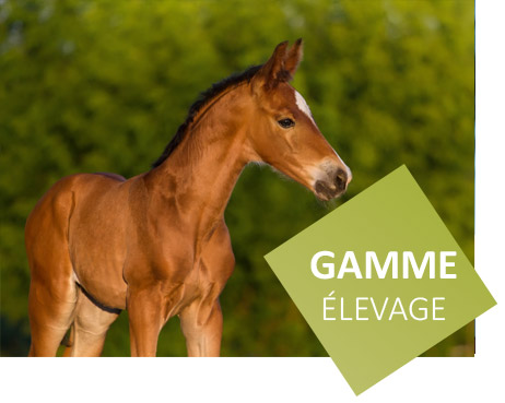 gamme d'aliments pour les chevaux d'élevage