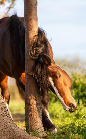 Dermite estivale : faire face et protéger son cheval avec Équidéos Dermite estivale : faire face et protéger son cheval avec Équidéos
