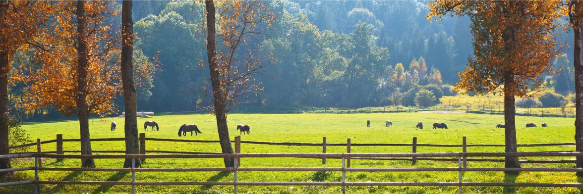 Minéraux et oligo-éléments, un apport essentiel pour les chevaux Minéraux et oligo-éléments, un apport essentiel pour les chevaux
