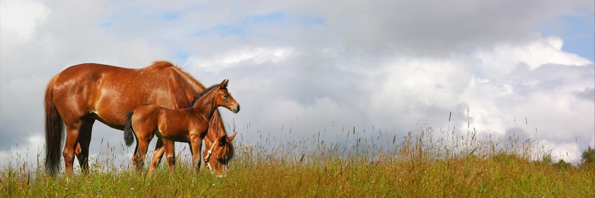 Rubans PREMIUM de Vital Concept : une clôture résistante et adaptée aux chevaux Rubans PREMIUM de Vital Concept : une clôture résistante et adaptée aux chevaux