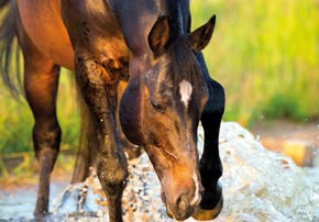 Eviter les coups de chaleurs chez les chevaux