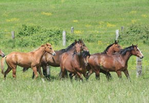 abri pour chevaux