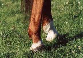 achat d’un cheval