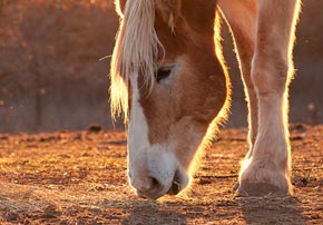 Alerte : mon cheval est victime d’une fourbure !