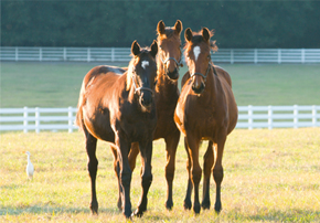 Aliment de préparation de sevrage chevaux