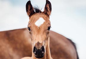 Comment nourrir un cheval après un épisode de fourbure ?