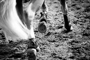 alimentation effort chevaux