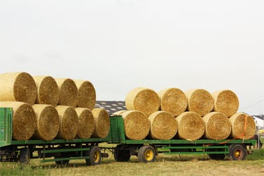 Le foin dans la ration de votre cheval