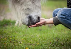 Le choix de couverture de chevaux