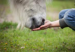 alimentation chevaux anciens