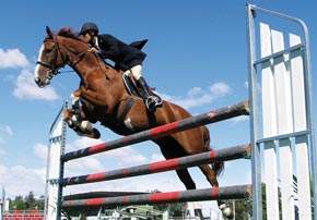 Alimentation pour les concours de chevaux