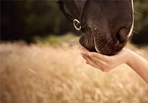 ulcere chevaux