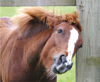 La dermatite estivale chez les chevaux La dermatite estivale chez les chevaux