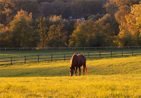 Améliorer la digestion de votre cheval : Est-ce possible ?