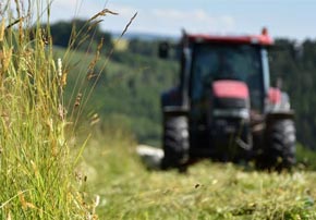 Analyser le fourrage de mon cheval : Quel intérêt ?