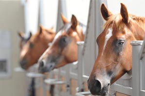 Quelle ration en cas d’ulcères gastriques chez votre cheval ?