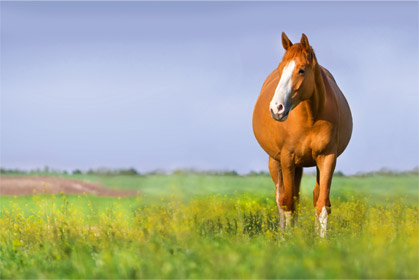 Après fourbure chevaux