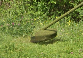 Arbustes toxiques : Les reconnaître pour limiter le danger pour mon cheval.