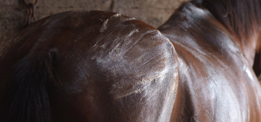 Comment Atténuer Les Courbatures Chez Le Cheval