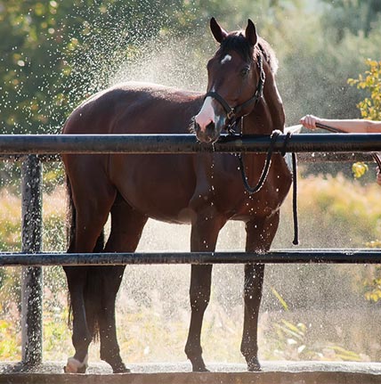 Comment bien préparer son cheval pour l'été ? Bien préparer son cheval avant l'été